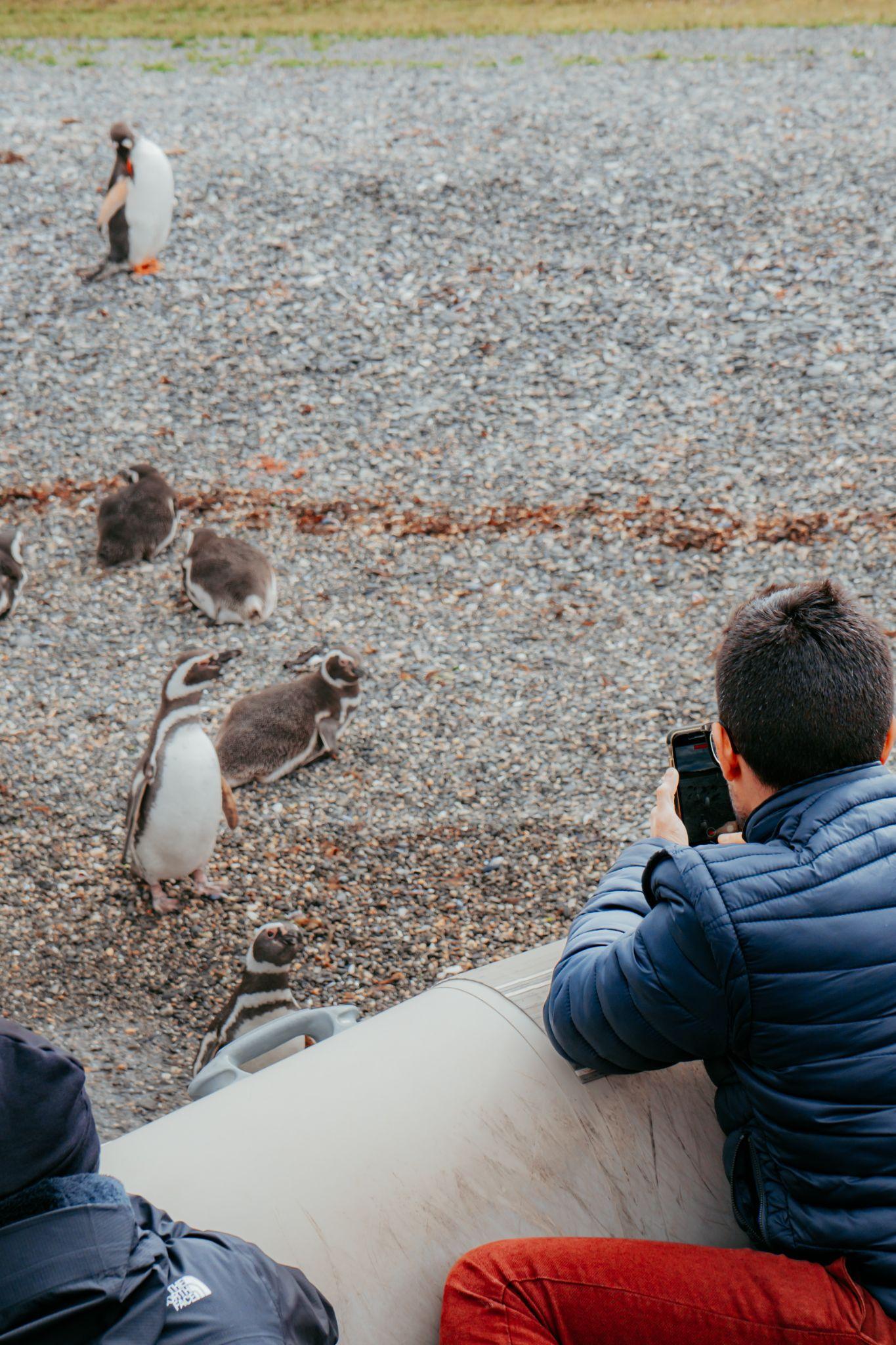 Pingüinos en Isla Martillo durante el avistaje desde la embarcación